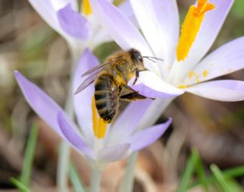 Close-up of bee pollinating on purple flower