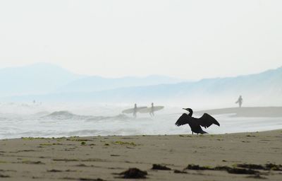 Silhouette birds on beach against clear sky