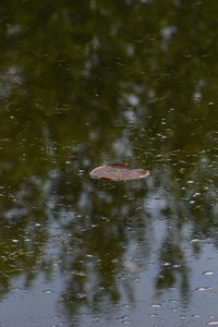 Ducks swimming in lake