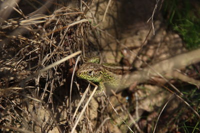 Close-up of a lizard on a field