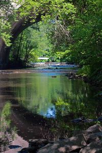 Reflection of trees in water