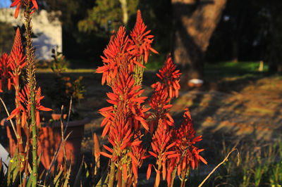 Close-up of red flowering plants on field