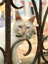 Close-up of cat on tree