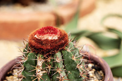 Close-up of succulent plant