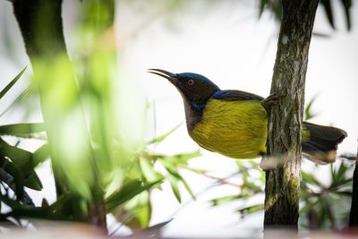 Close-up of bird perching on branch