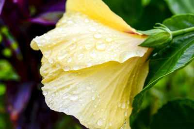 Close-up of wet yellow rose flower