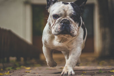 Close-up of dog