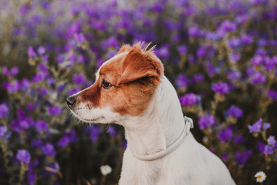 Close-up of a dog looking away