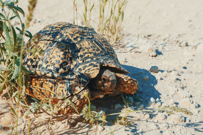 Close-up of a shell on sand