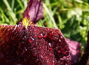 Close-up of red flower