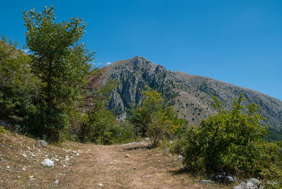 Scenic view of forest against clear blue sky