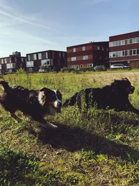 Dog on field by house against sky