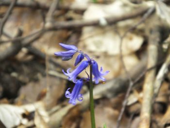 Close-up of purple flower blooming against blue sky