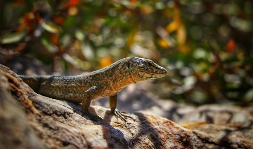 Close-up of a lizard on rock