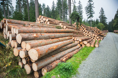 Logs in forest