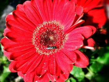 Close-up of red flowers