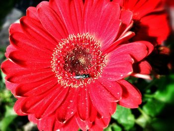 Close-up of red flowers