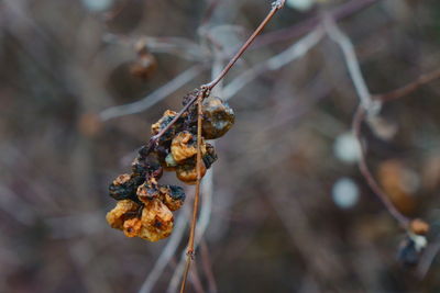 Close-up of dried plant