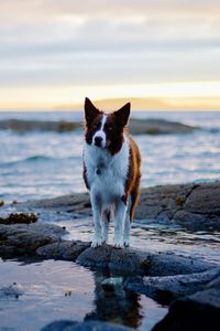 Portrait of dog on beach