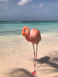 View of a bird on beach