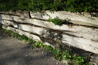 Sunlight falling on wood in forest