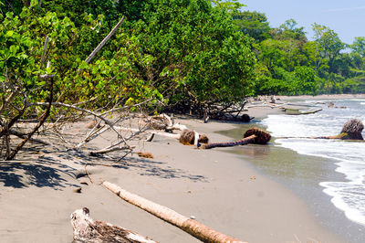 Scenic view of tree by water