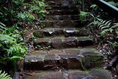 Close-up of ivy on tree