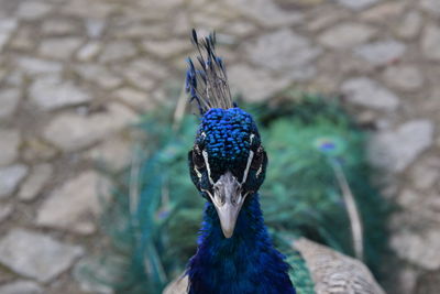 Close-up of a peacock details blue exotic bird 