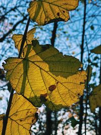 Low angle view of autumnal leaves against trees