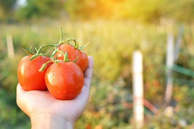 Cropped hand of person holding wet red tomatoes at farm