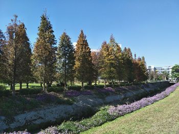 View of flowering plants and trees in park