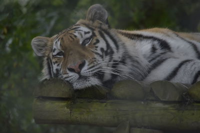 Cat resting in a lake