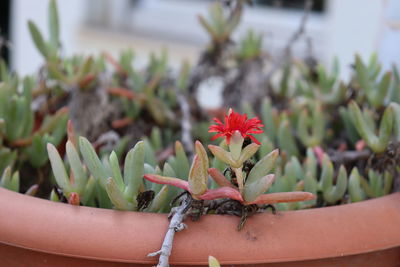 Close-up of succulent plant