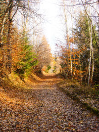 Footpath passing through forest