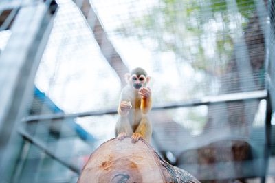 Portrait of a monkey eating in cage at zoo