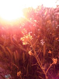 Sun shining through trees