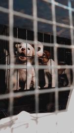 pet