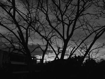 Silhouette bare tree against building at night