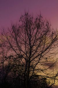 Low angle view of bare trees against sky at sunset