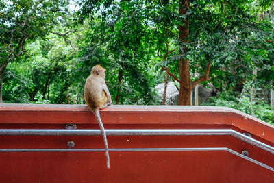 Monkey in a forest