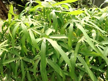 High angle view of wet plants