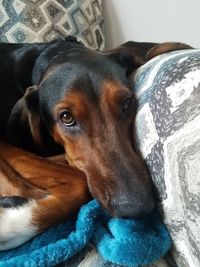 Close-up portrait of dog