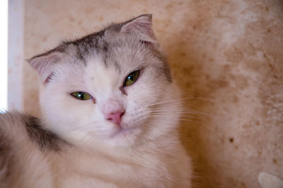Close-up portrait of a cat