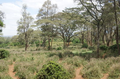 Trees in forest