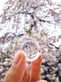 Close-up of hand holding ice cream against trees