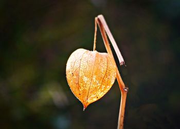 Close-up of dry autumn leaf