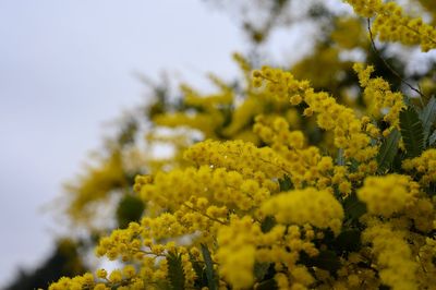 Close-up of fresh yellow flowering plant against sky