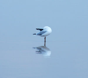 Seagull on a lake