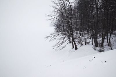 Bare trees on snow covered landscape