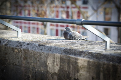 View of lizard on retaining wall